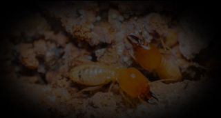 termitas valparaiso Bug's Hunter Control de Plagas Valparaíso-Viña