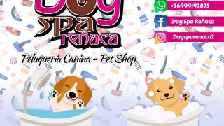 especialistas e commerce valparaiso Dog Spa Reñaca