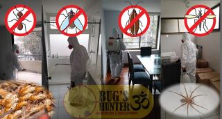 tiendas de control de plagas en valparaiso Bug's Hunter Control de Plagas Valparaíso-Viña