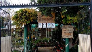 centro jardineria valparaiso Vivero - Jardín Ficus